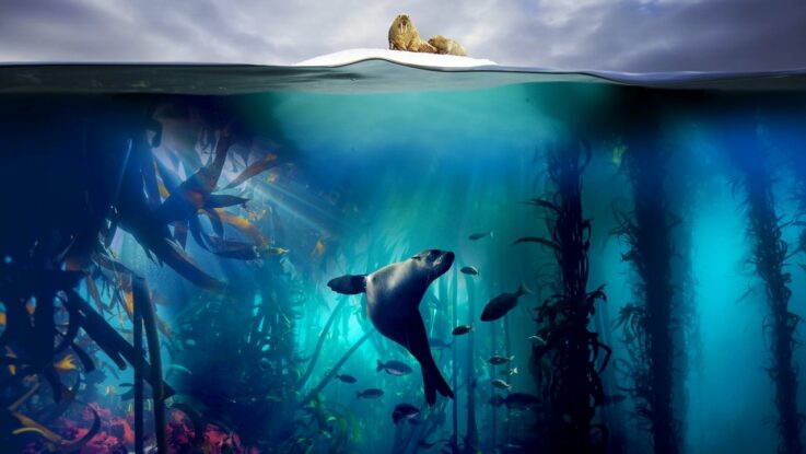 Blue Planet II : 1.Sezon 7.Bölüm