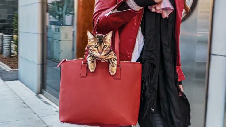 Cat People : 1.Sezon 5.Bölüm